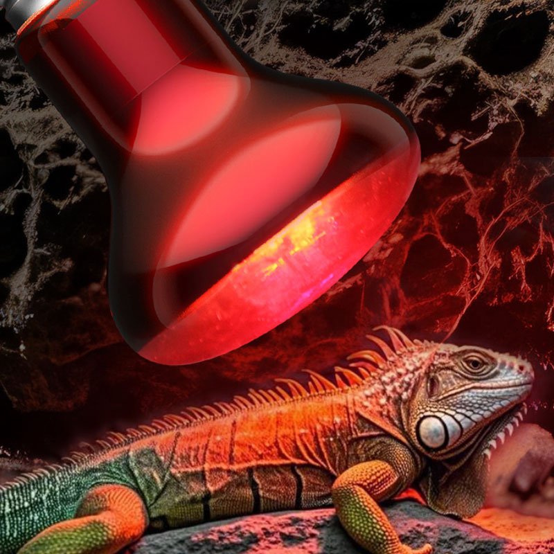 Reptile Heat Lamp 100V/220V In - Gecko Lighting & Decor reseña y precio