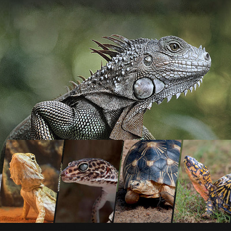 Reptile Heat Lamp 100V/220V In - Gecko Lighting & Decor reseña y precio
